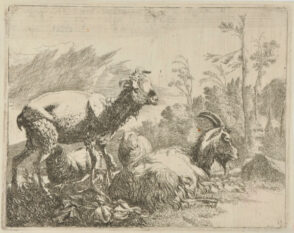 Shaven Sheep Standing at Left, Goat Lying at Center-Right