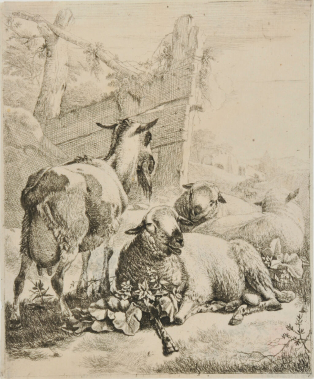From the series “Sheep and Goats” (vertical plates)