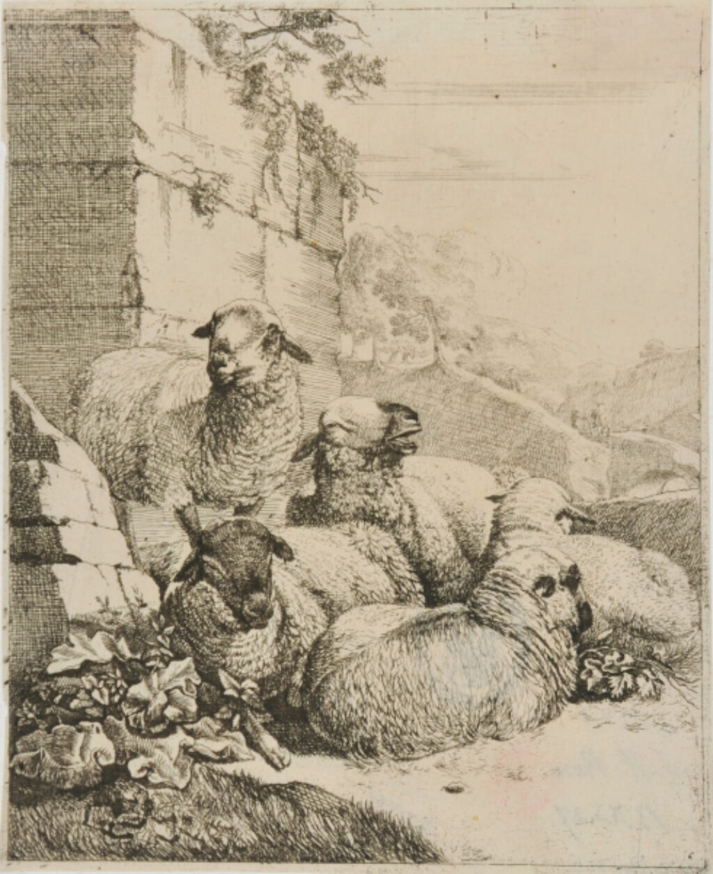 Four Resting and One Standing Sheep near Wall