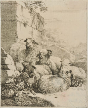 Four Resting and One Standing Sheep near Wall