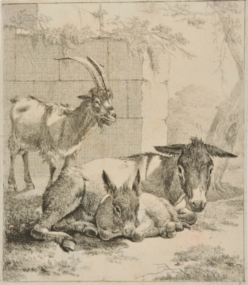 Lying Donkey with Young, A Goat in Front of Wall at Left