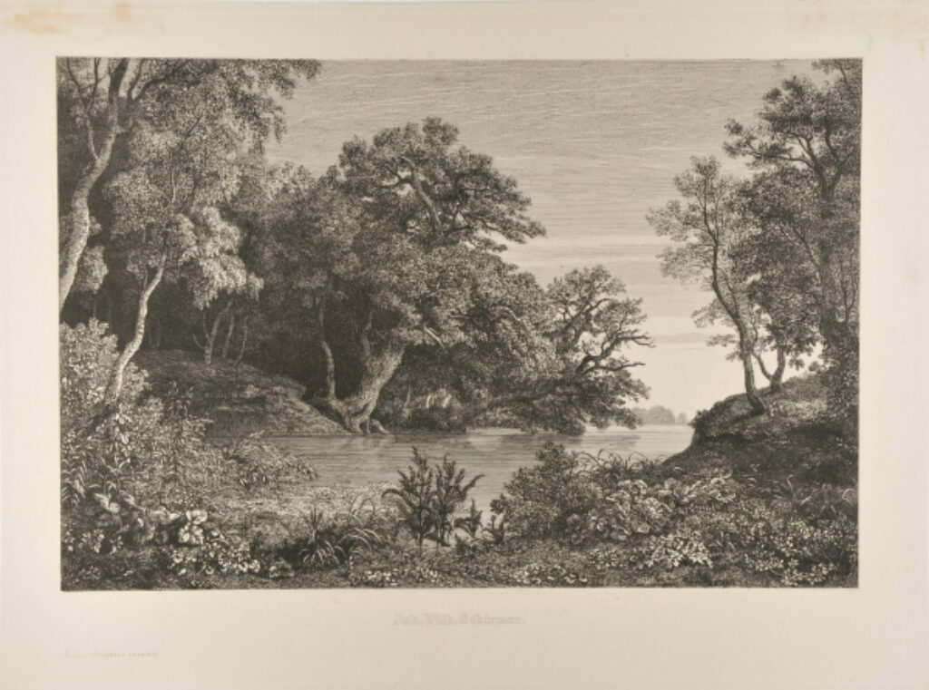 The Forest on the River