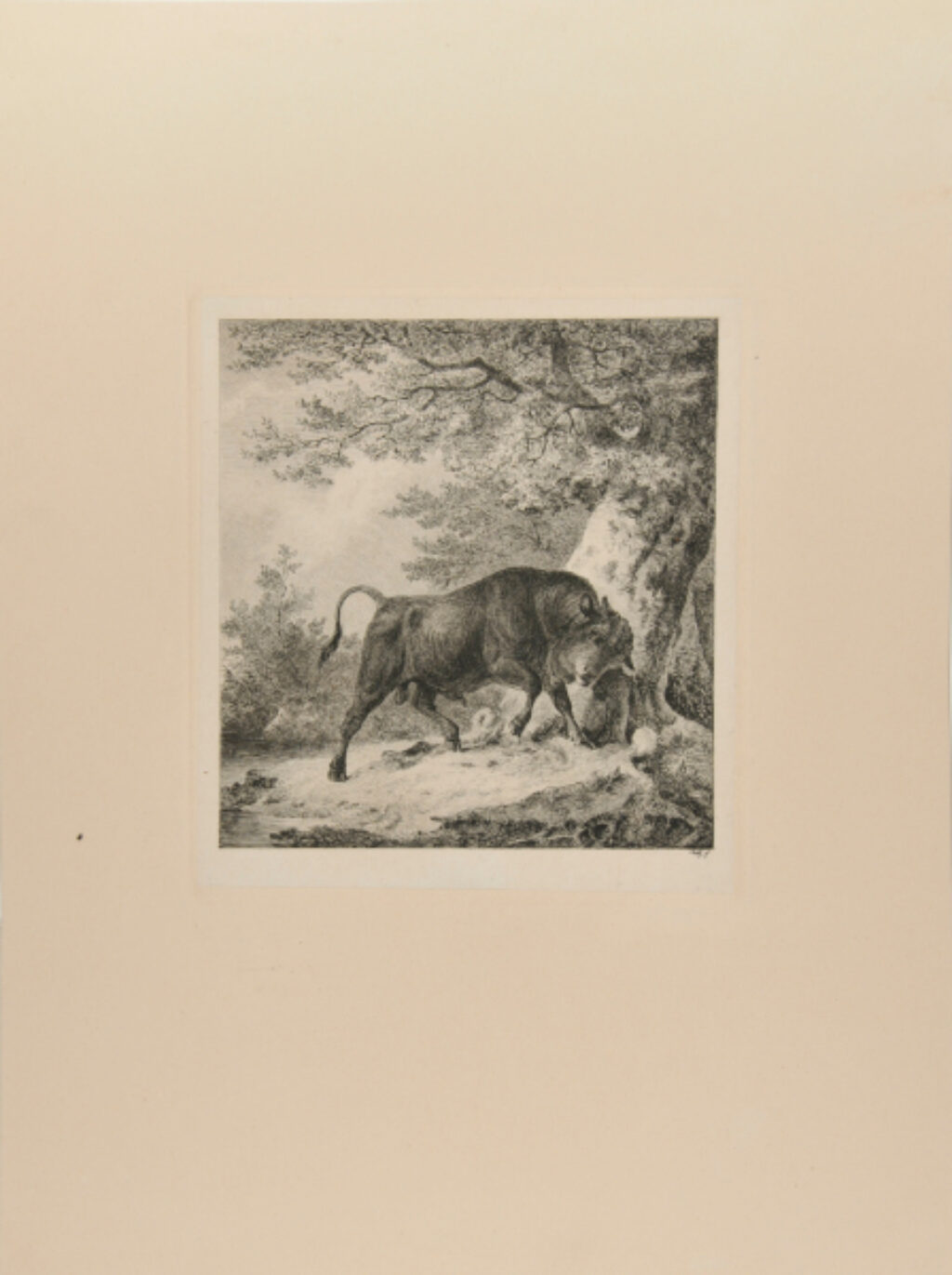 Black Steer Scratching on a Tree