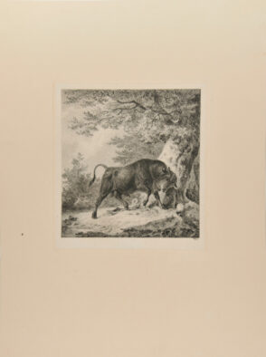 Black Steer Scratching on a Tree