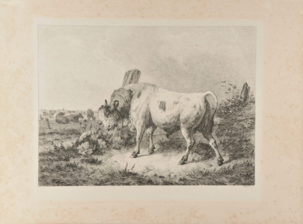 Steer Scratching on a Fence Post