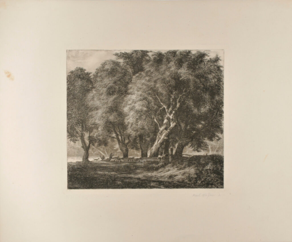 A Flock of Sheep Under the Great Trees