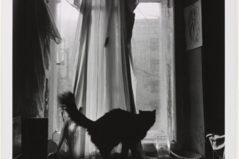 ST. PETERSBURG (CAT IN WINDOW)