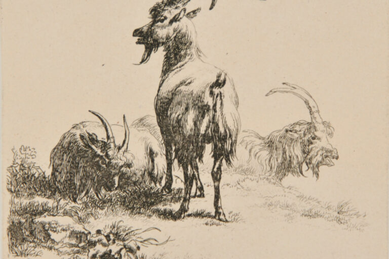 ANIMALIA