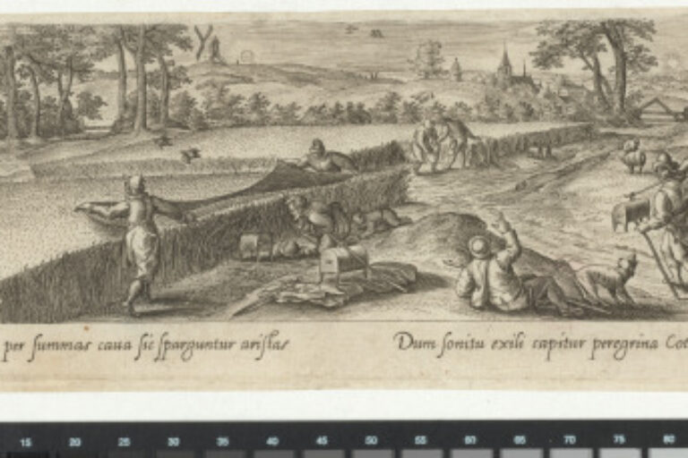 THE BIRD HUNT IN A WHEAT FIELD WITH A NET