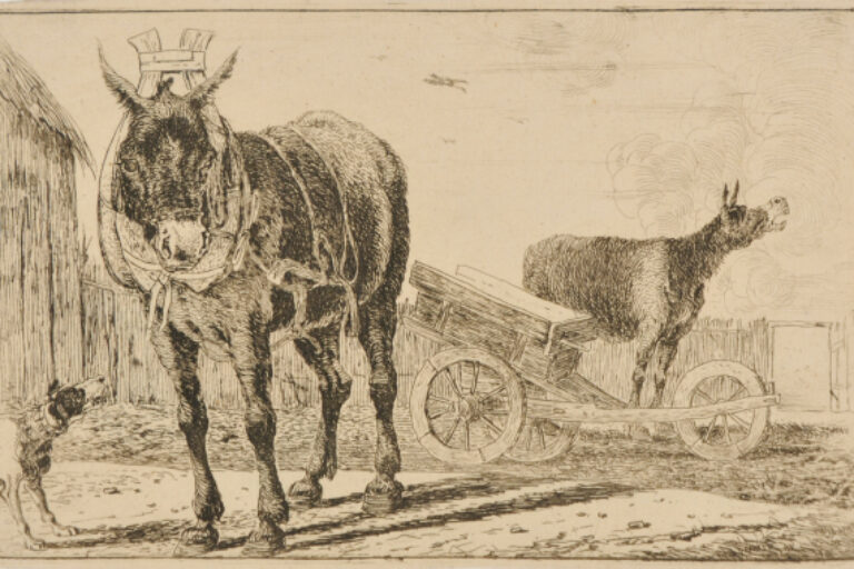 THE DONKEYS