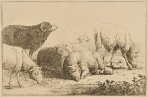 The Sheep