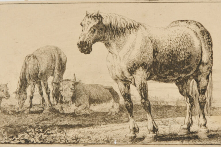 THE HORSES AND OXEN