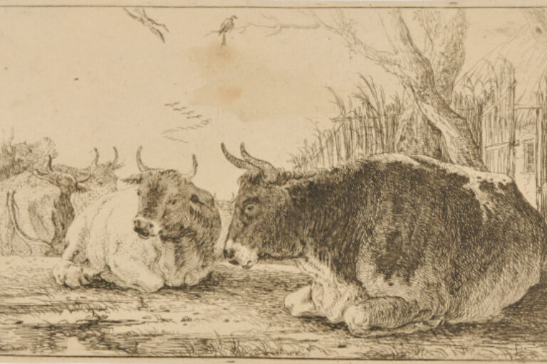 THE COWS RESTING