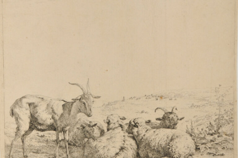 TWO GOATS AND THREE SHEEP