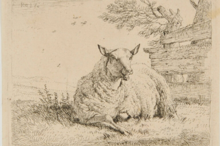 THE SHEEP RESTING NEAR A FENCE
