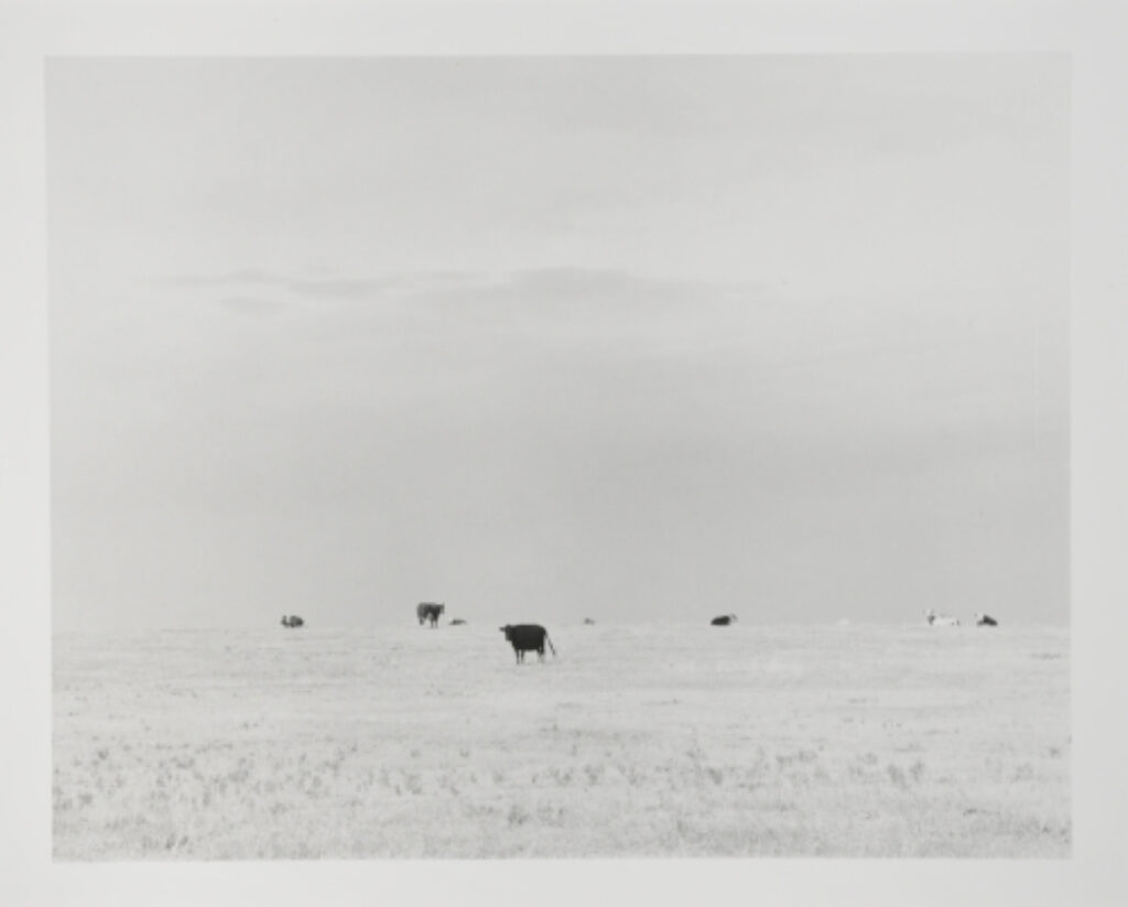 North of Briggsdale, Colorado