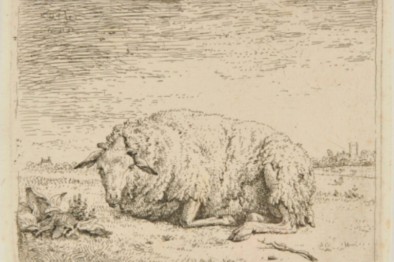 THE SHEEP LYING DOWN