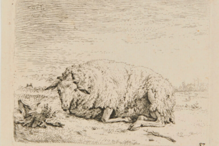 THE SHEEP LYING DOWN