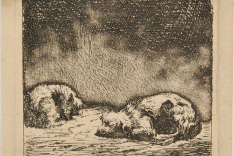THE DOG AND THE CAT