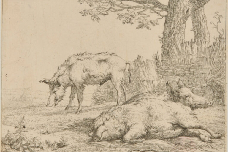 THREE PIGS NEAR THE FENCE