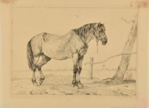 Horse with Halter Standing by a Wooden Bar