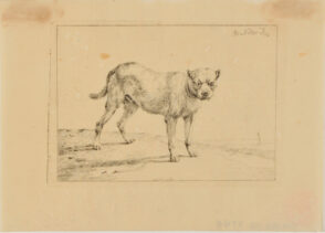 Bull Dog Standing, Facing Front