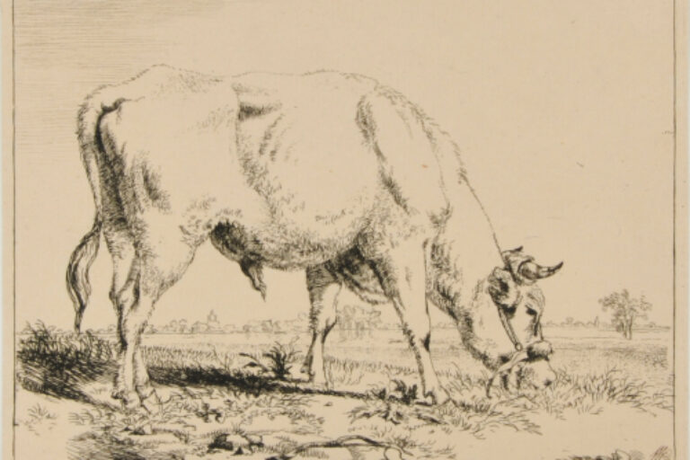 OX GRAZING, TURNED TO RIGHT