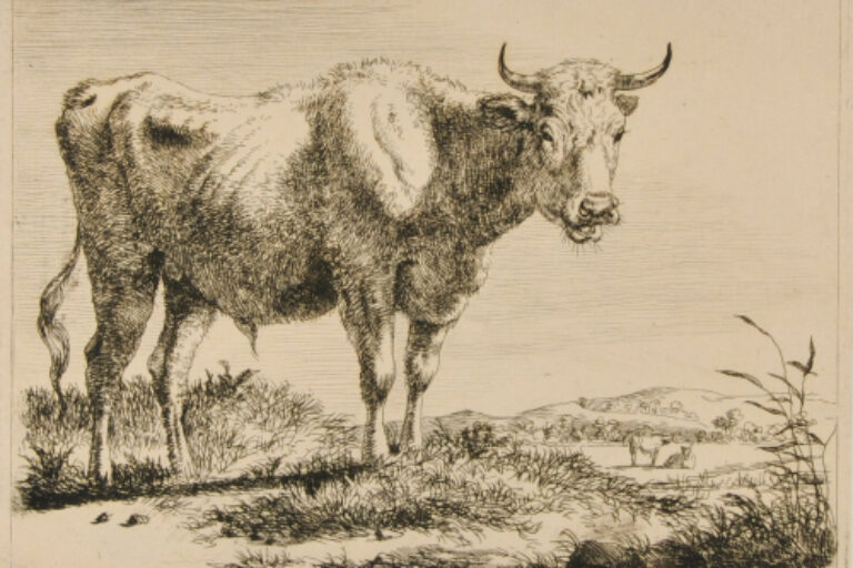OX STANDING, TURNED TO RIGHT