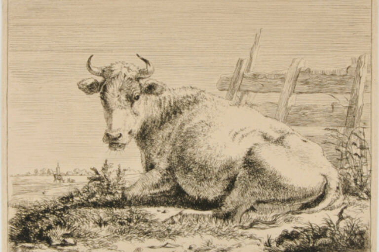 COW LYING BY FENCE, TURNED TO LEFT