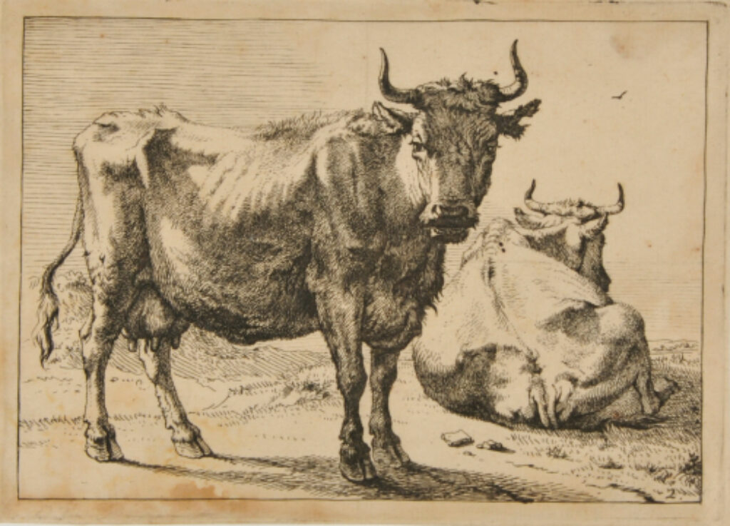 Cow Standing near One Lying on Ground