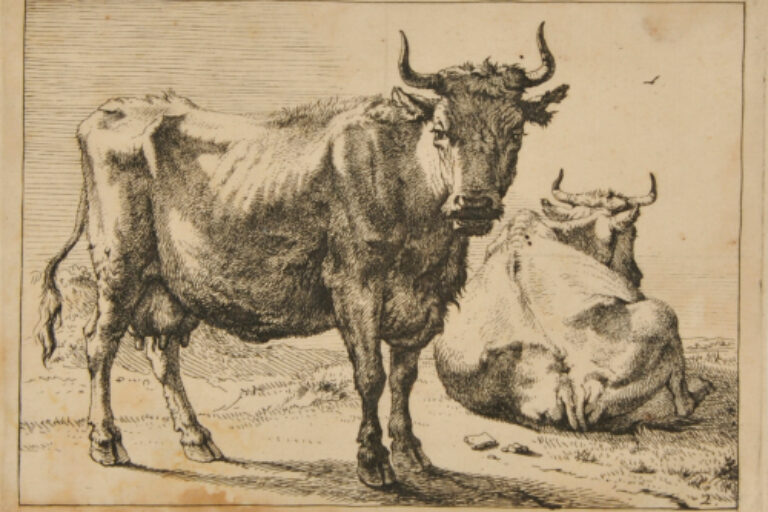 COW STANDING NEAR ONE LYING ON GROUND