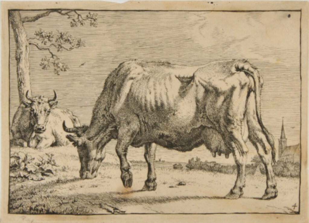 Cow in Pasture