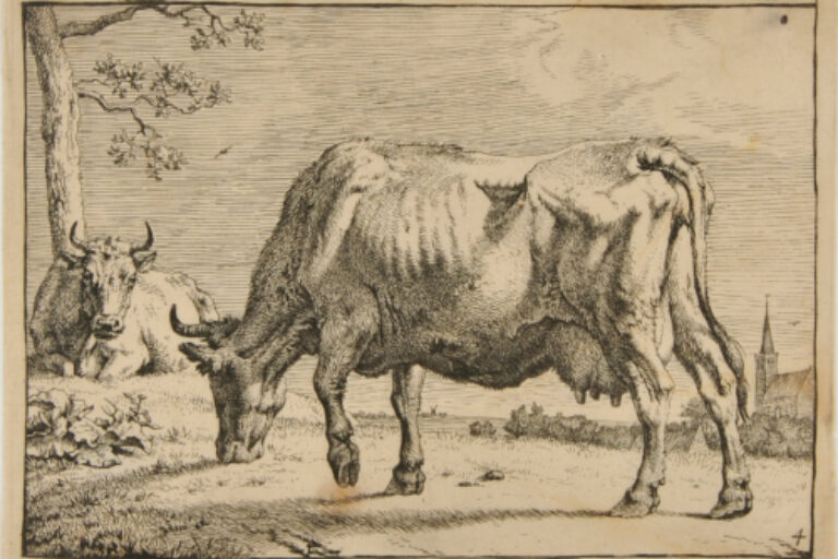 COW IN PASTURE