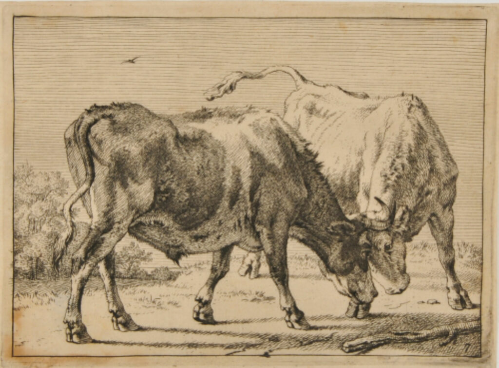 Two Oxen Butting Each Other