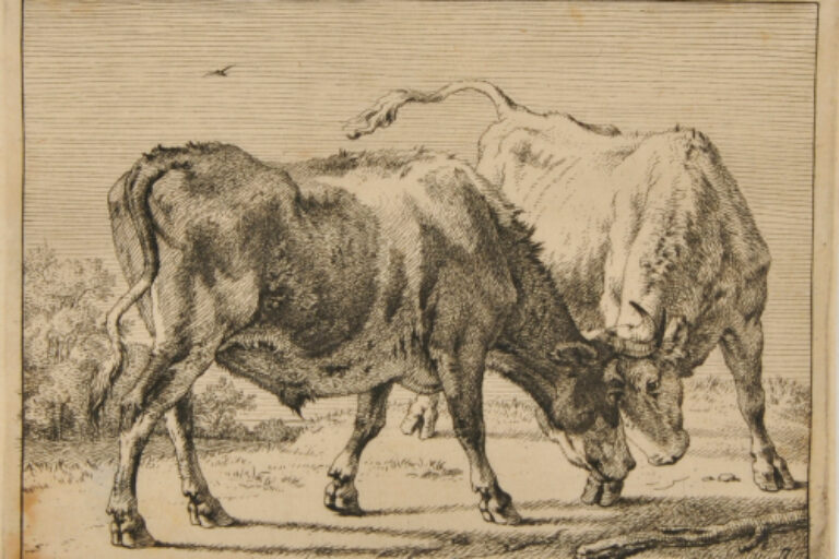 TWO OXEN BUTTING EACH OTHER