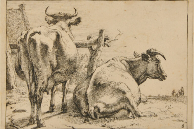 TWO COWS SEEN FROM BEHIND