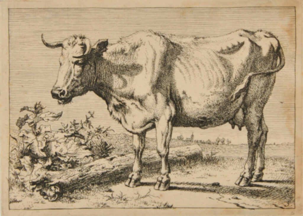 Cow with Left Horn Bent Forward