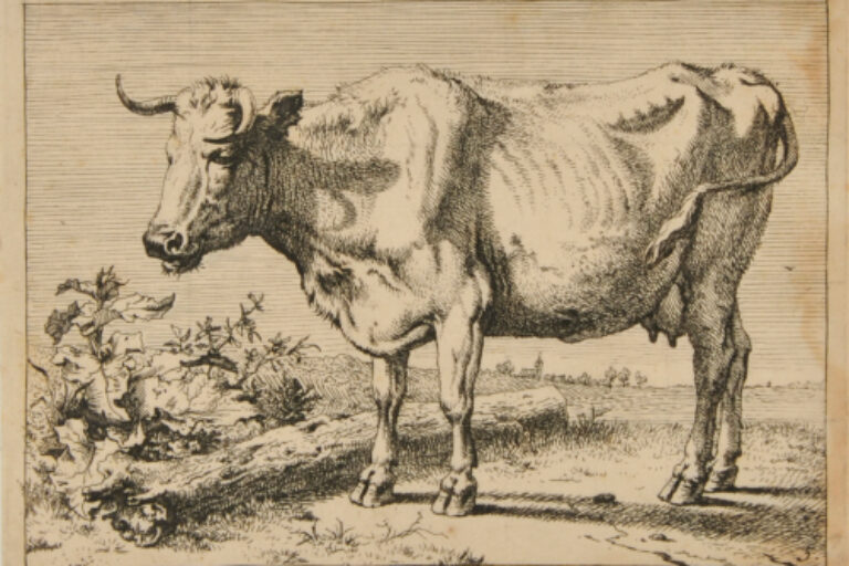 COW WITH LEFT HORN BENT FORWARD