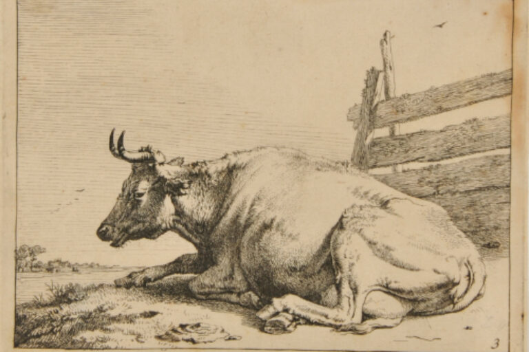 COW LYING BY A BOARD FENCE