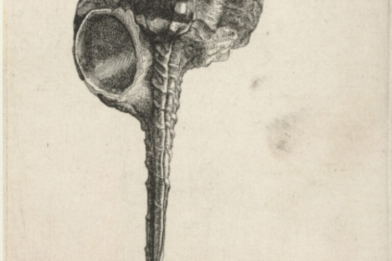 SNIPEIS BILL MUREX (MUREX HAUSTELLUM)