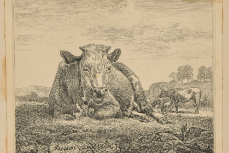 THE COW RESTING