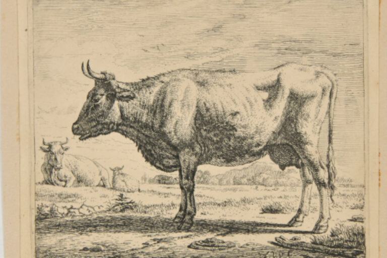 THE TWO COWS AND THE SHEEP