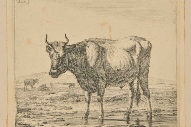 THE OX STANDING IN THE WATER