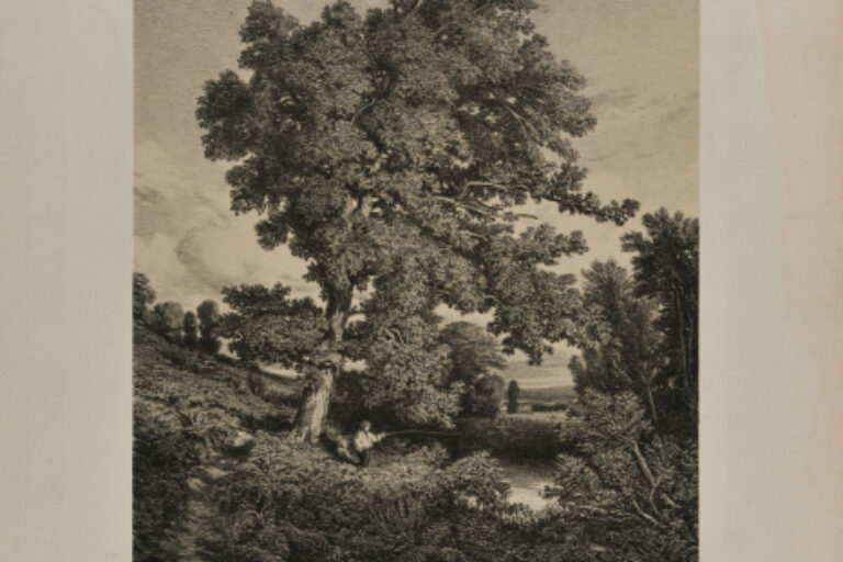 OAK TREE IN BERRY