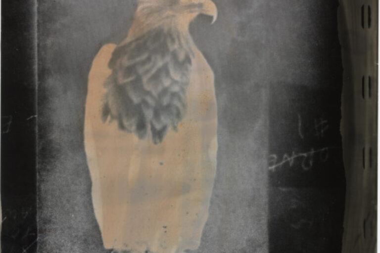 EAGLE POSTCARD