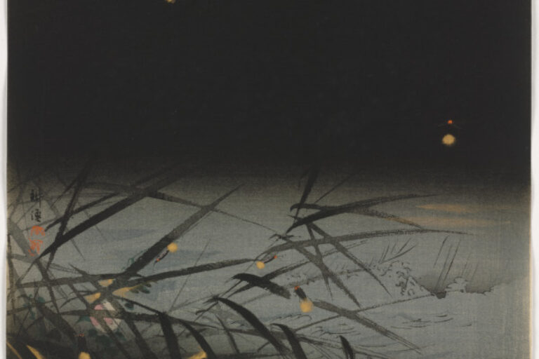 FIREFLIES
