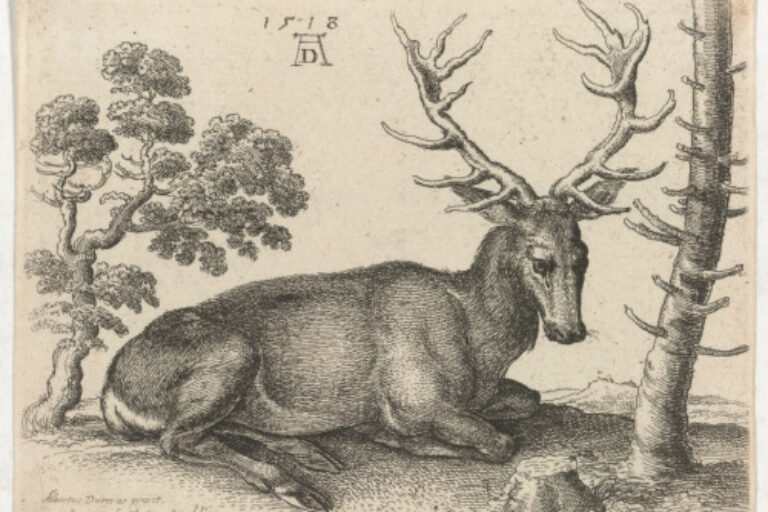 STAG LYING TO RIGHT