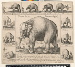 The Tame Elephant