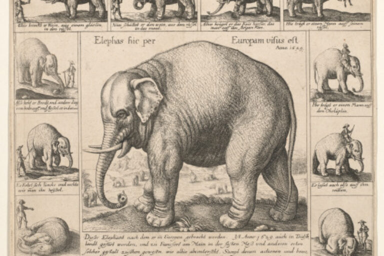 THE TAME ELEPHANT