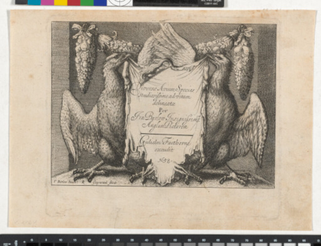 Diversae avium species per Fra Barlow - Image 1